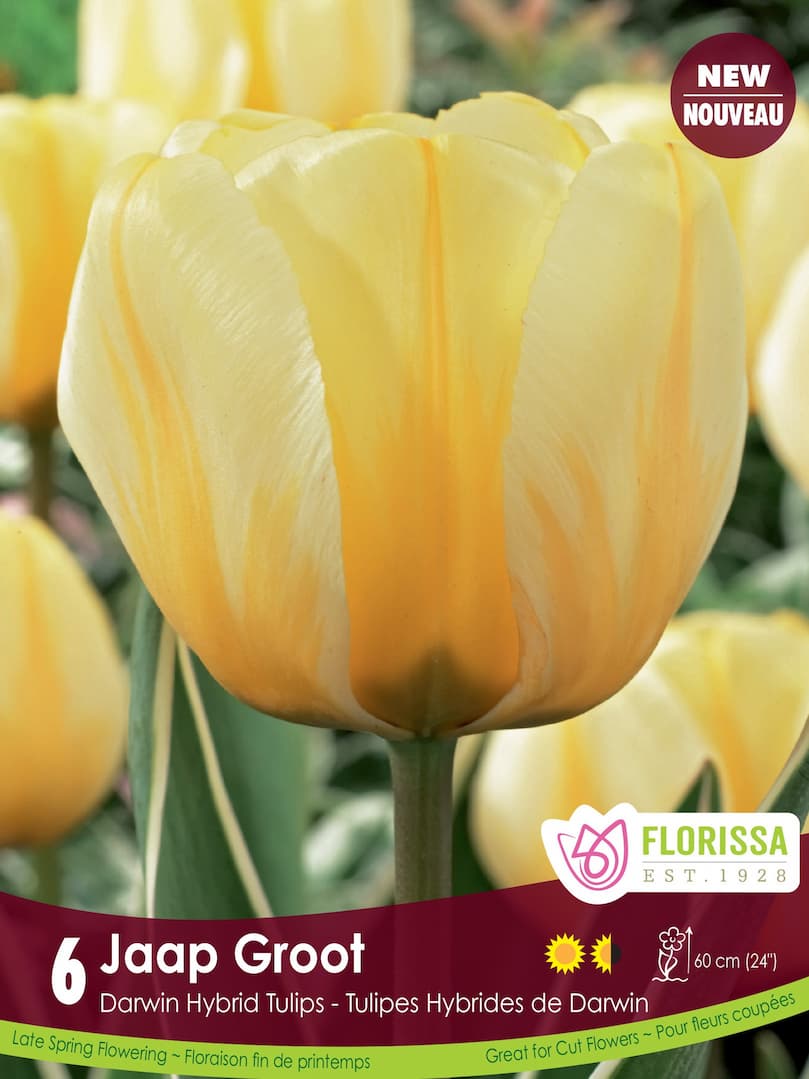 Tulip - Jaap Groot, 6 Pack