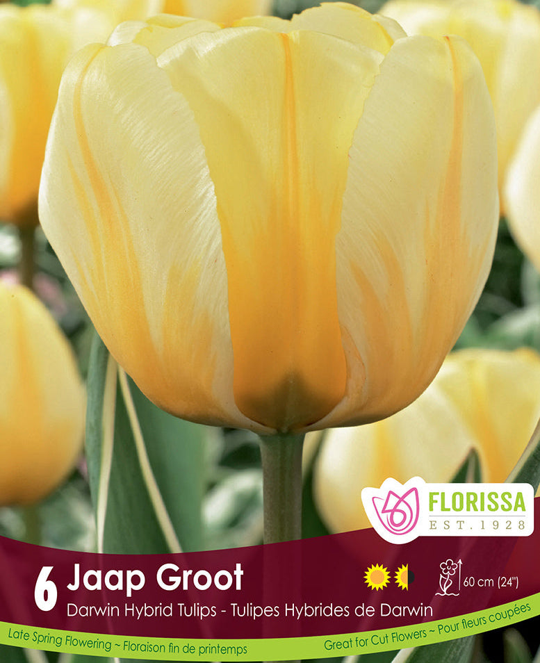 Tulip - Jaap Groot, 6 Pack