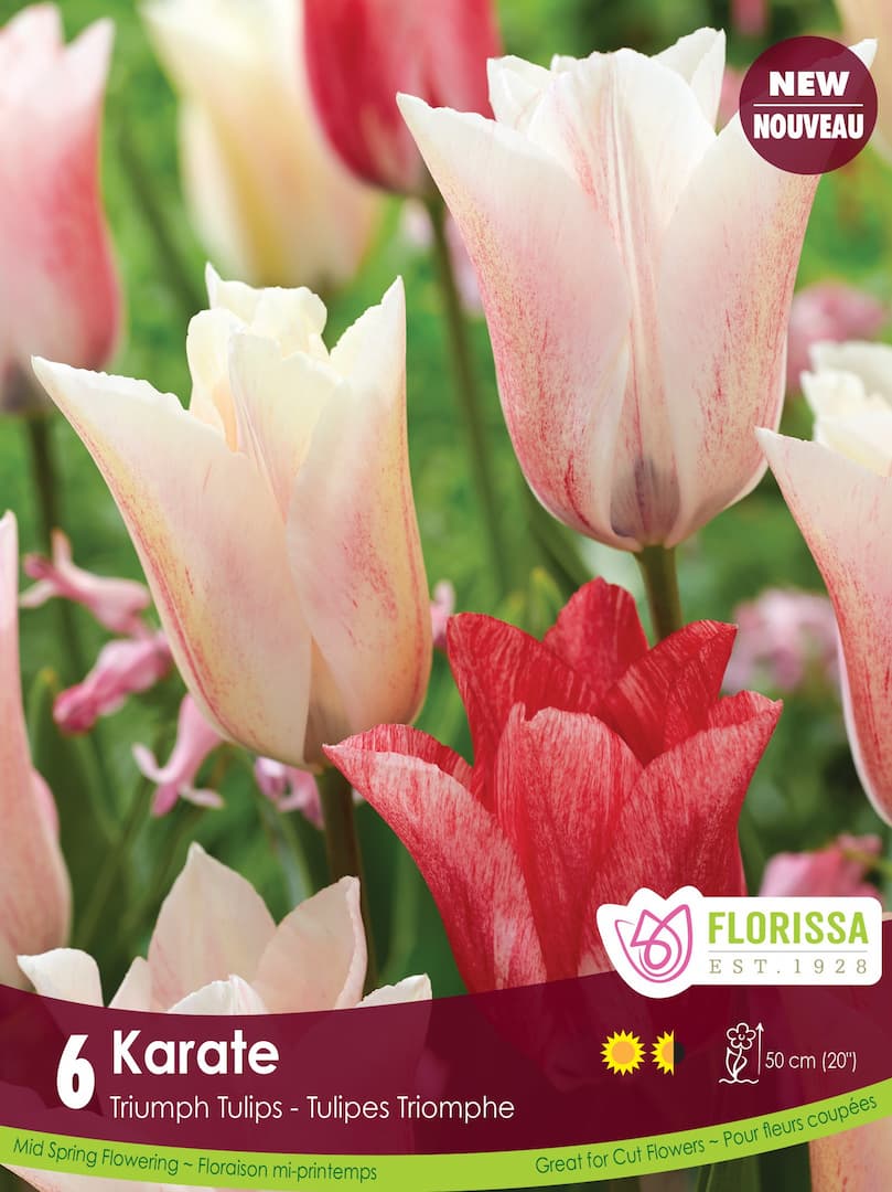 Tulip - Karate, 6 Pack