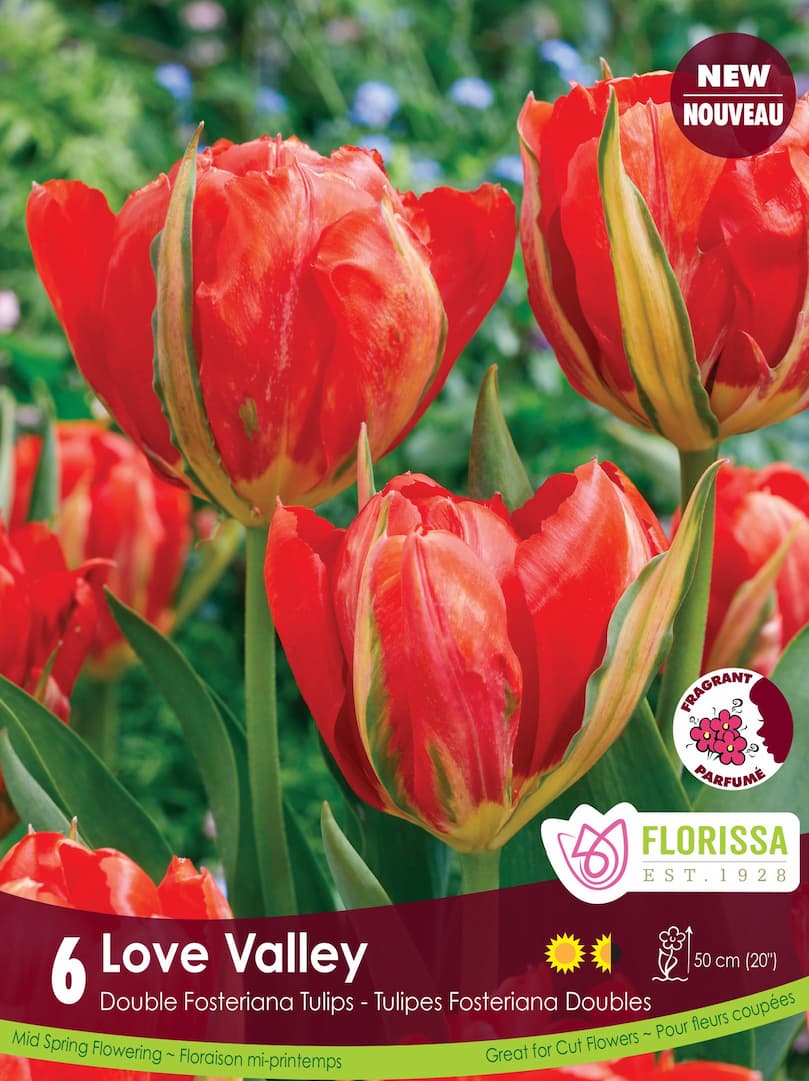 Tulip - Love Valley, 6 Pack