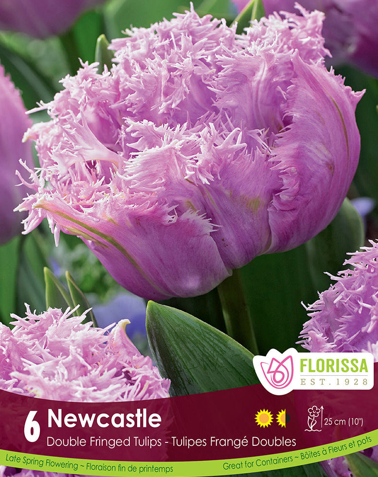 Tulip - Newcastle, 6 Pack