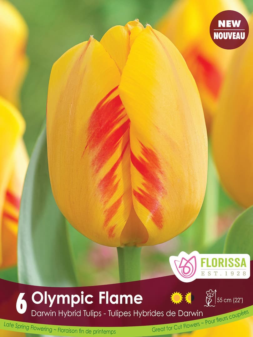 Tulip - Olympic Flame, 6 Pack