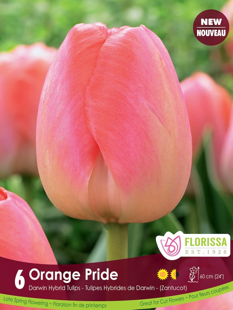 Tulip | Darwin Hybrid Tulip | Orange Pride | Fall Planting Bulb ...