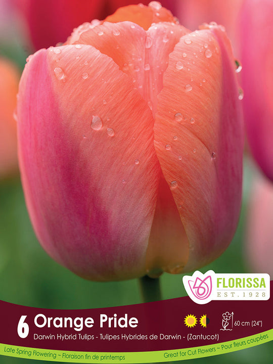 Tulip - Orange Pride, 6 Pack