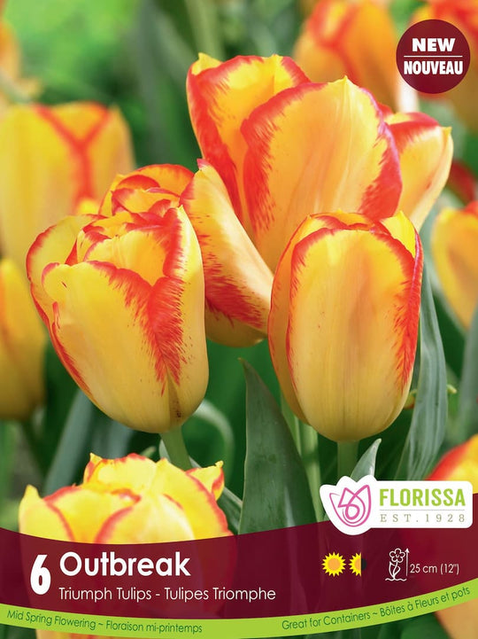 Tulip - Outbreak, 6 Pack