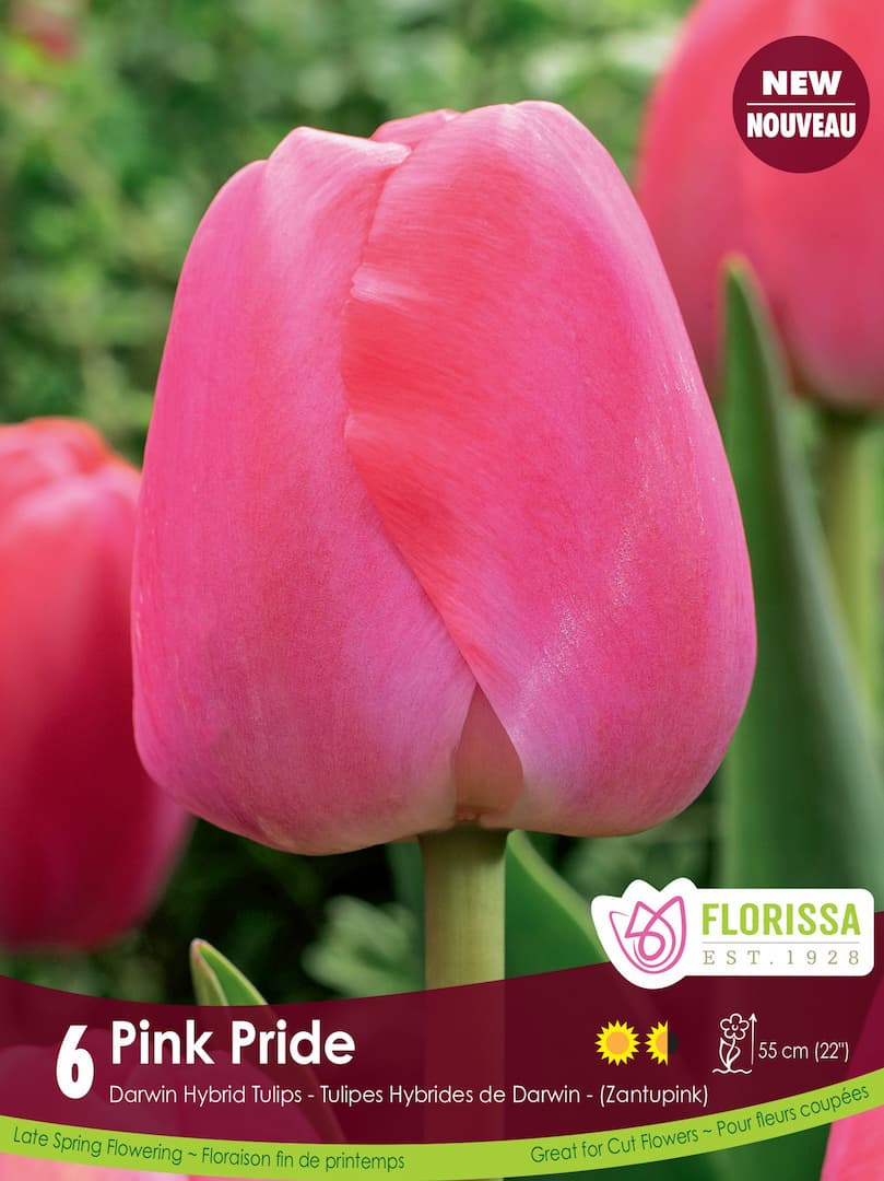 Tulip - Pink Pride, 6 Pack