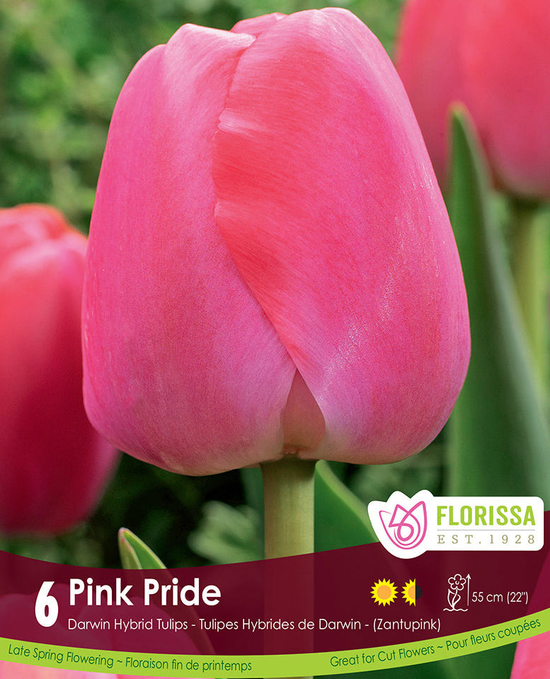 Tulip - Pink Pride, 6 Pack