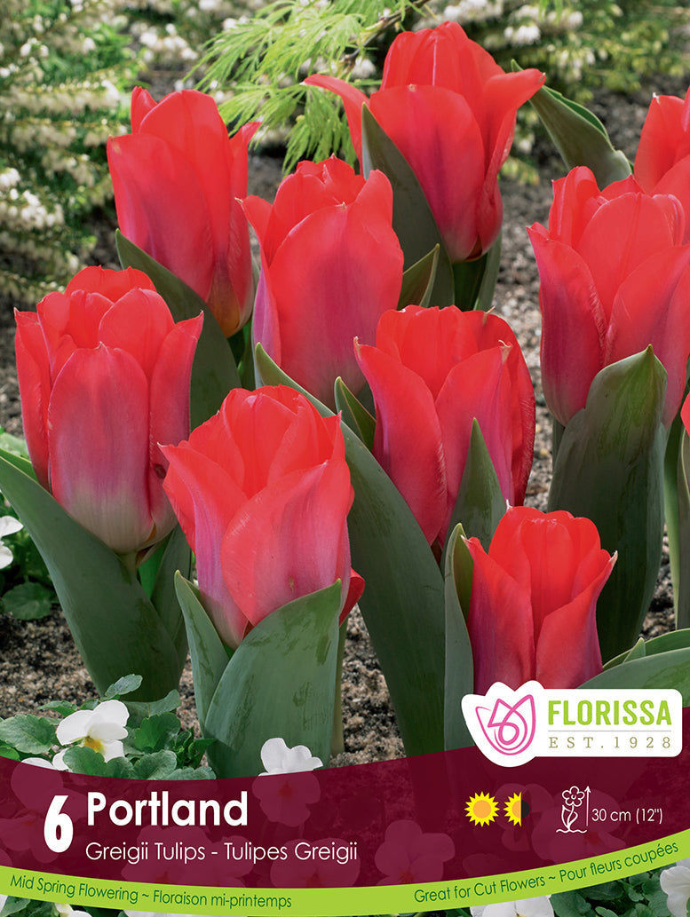 Tulip - Portland, 6 Pack