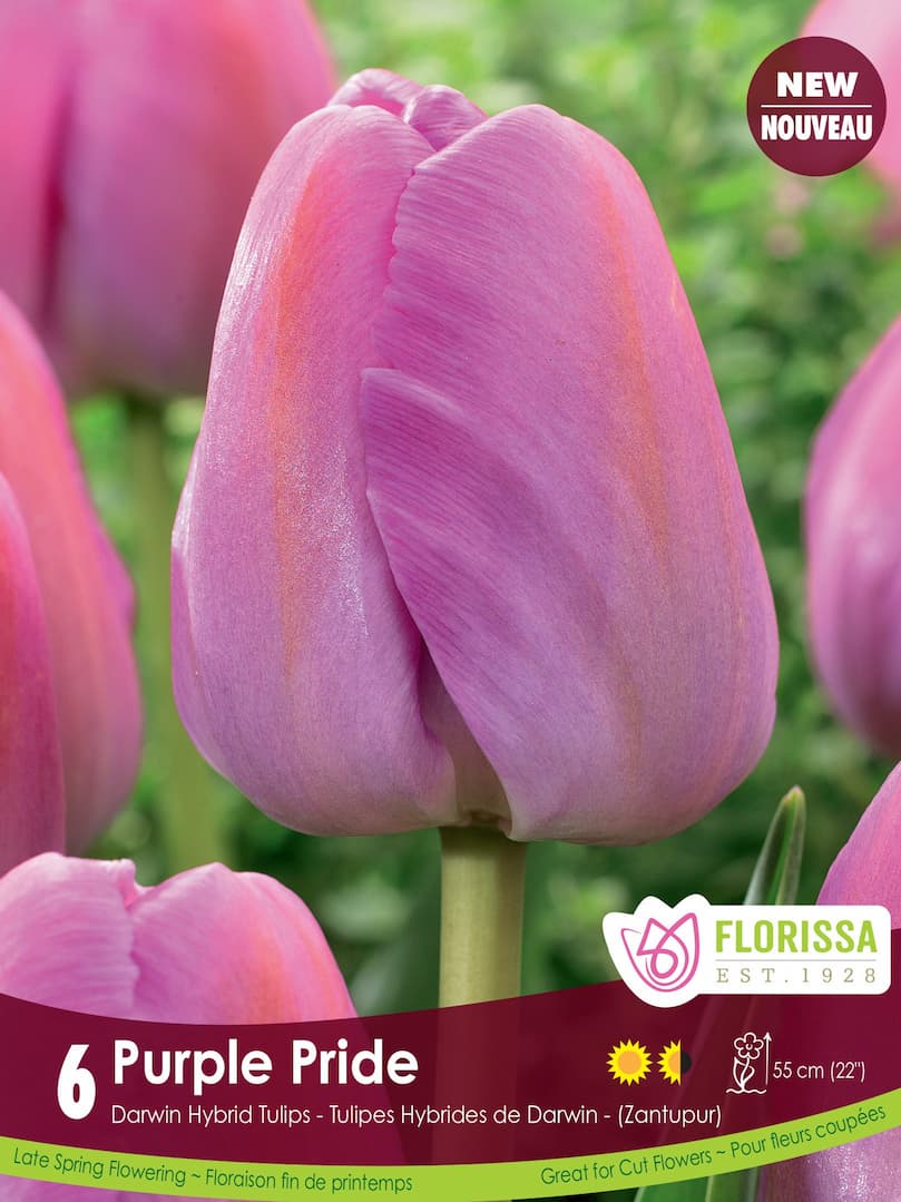 Tulip - Purple Pride, 6 Pack