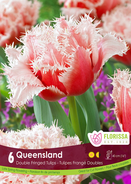 Tulip - Queensland, 6 Pack