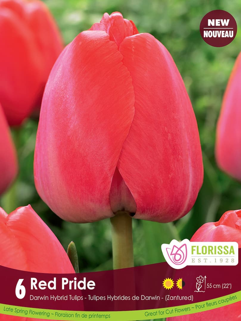 Tulip | Darwin Hybrid Tulip | Red Pride | Fall Planting Bulb – Wildwood ...