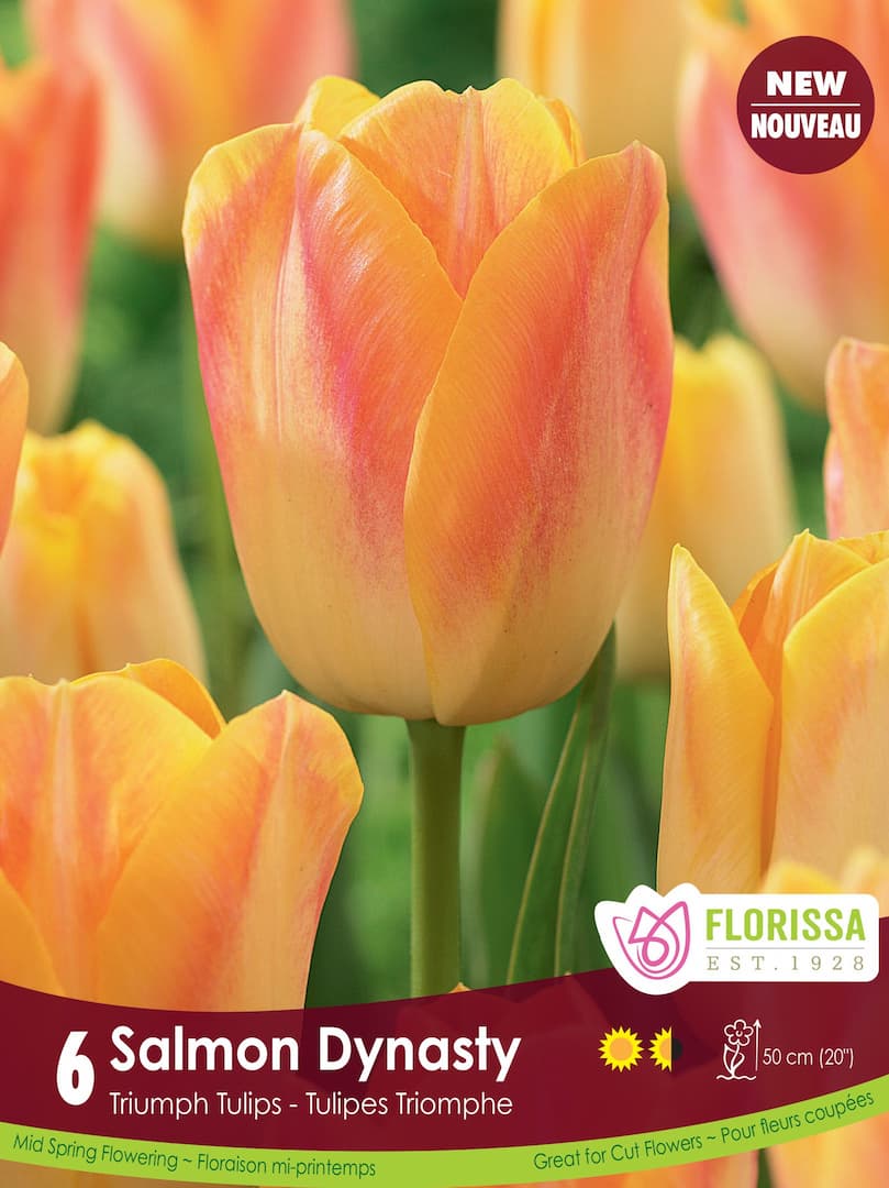 Tulip - Salmon Dynasty , 6 Pack