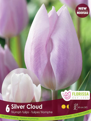 Tulip - Silver Cloud, 6 Pack