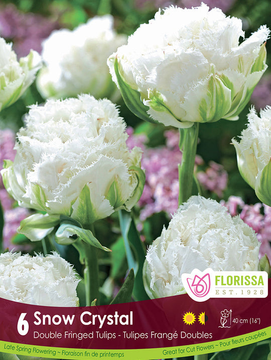 Tulip - Snow Crystal, 6 Pack