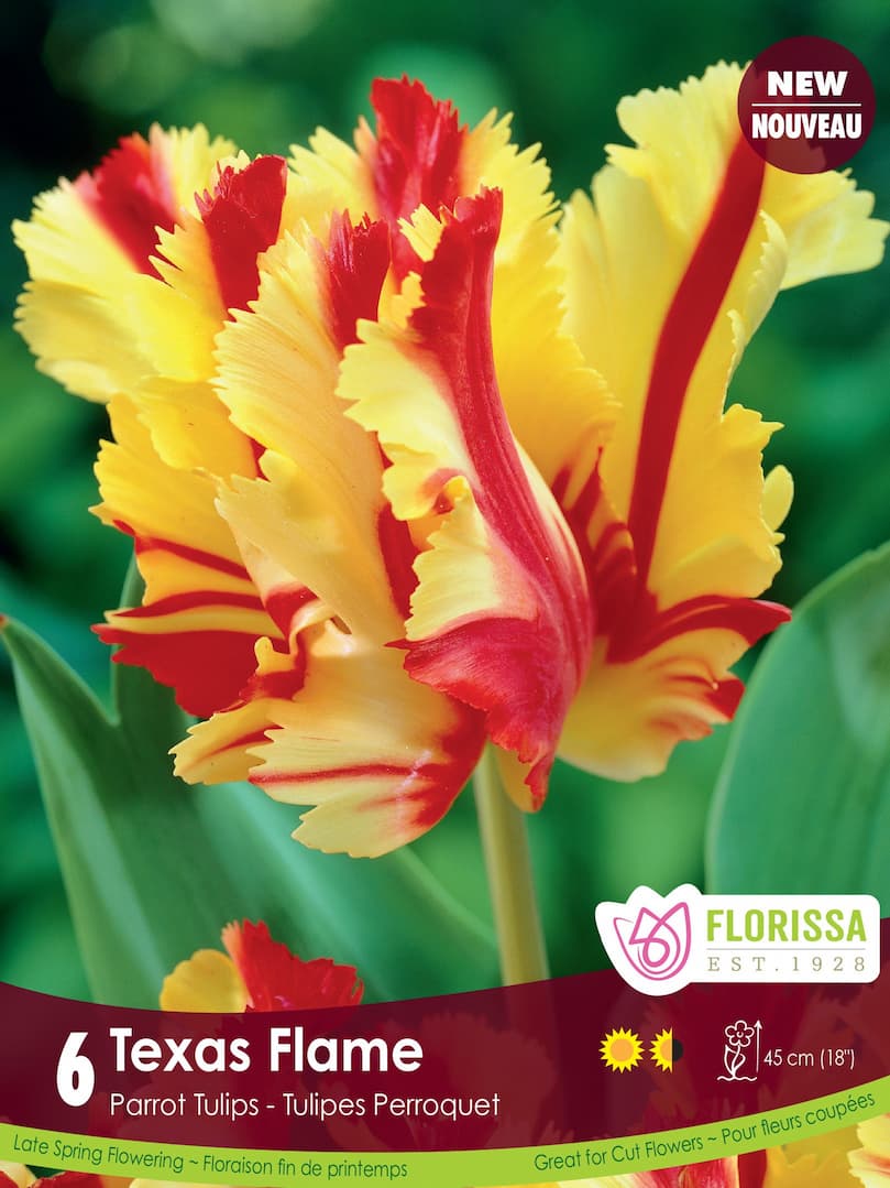 Tulip - Texas Flame, 6 Pack