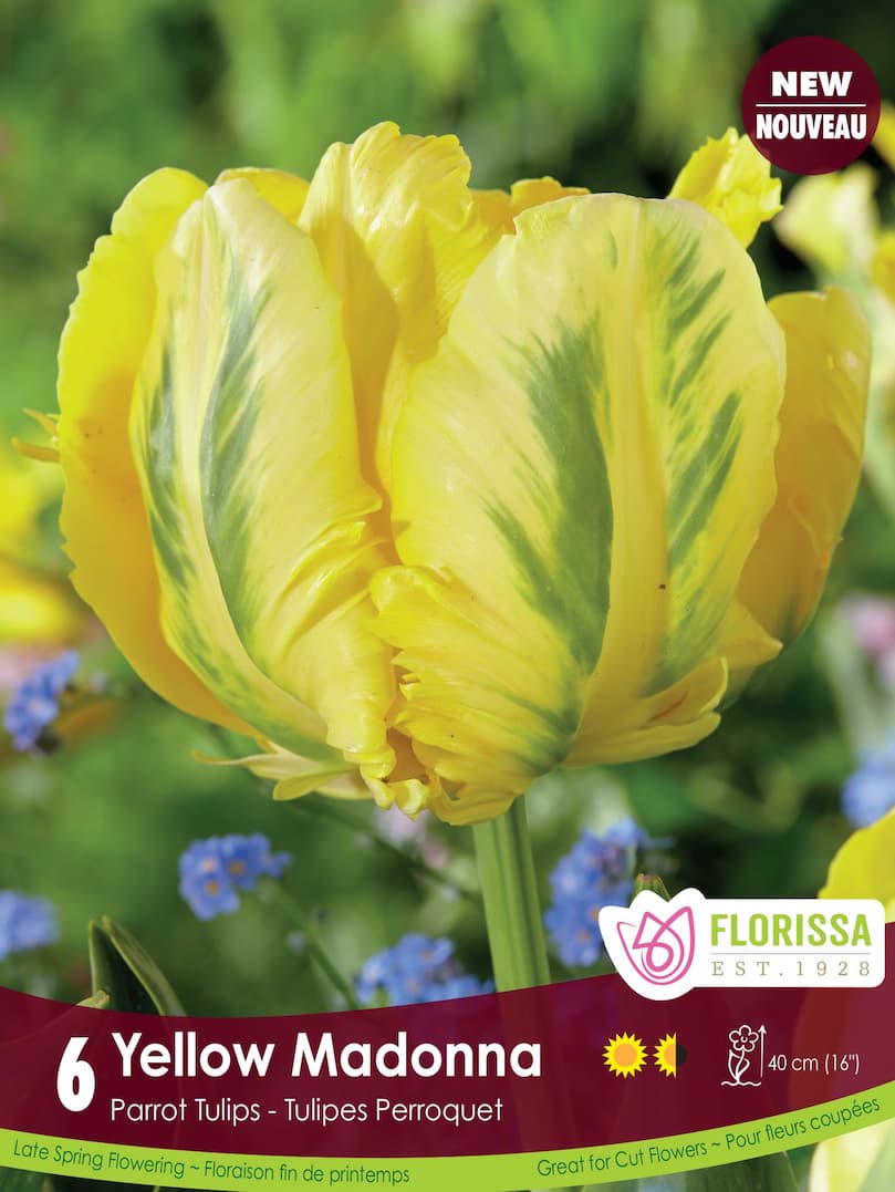 Tulip - Yellow Madonna, 6 Pack