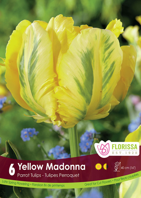 Tulip - Yellow Madonna, 6 Pack