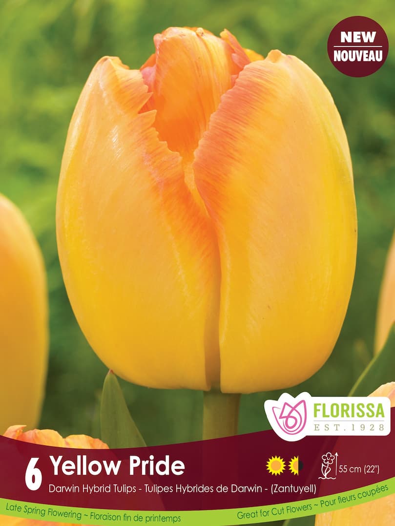 Tulip - Yellow Pride, 6 Pack