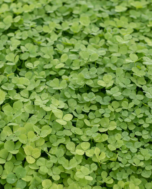 Lawn Solutions Micro Clover BULK - West Coast Seeds