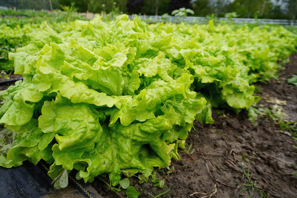Lettuce Simpson Elite - West Coast Seeds