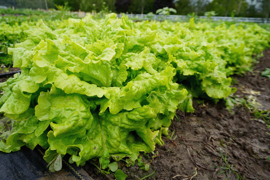 Lettuce Simpson Elite - West Coast Seeds