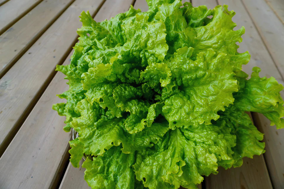 Lettuce Simpson Elite - West Coast Seeds