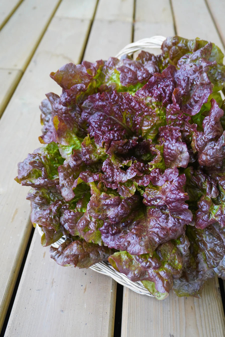 Organic Lettuce Loose Leaf New Red Fire - West Coast Seeds