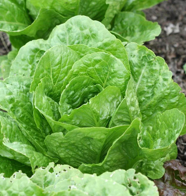 Organic Lettuce Coastal Star - West Coast Seeds