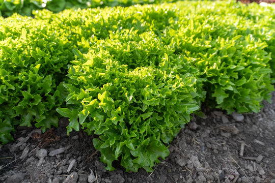 Organic Lettuce Ezpark Pelleted - West Coast Seeds