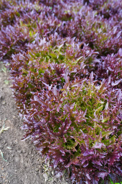 Organic Lettuce Rhone Pelleted - West Coast Seeds