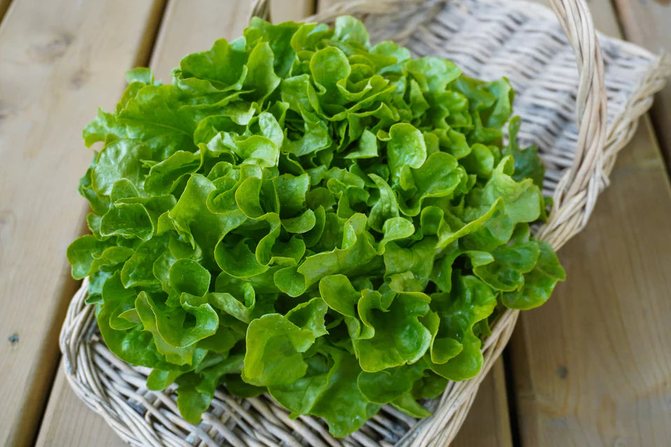 Organic Lettuce Bauer Pelleted - West Coast Seeds