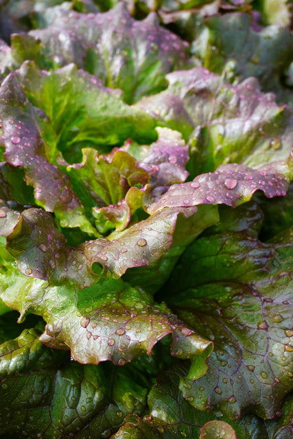 Organic Lettuce Lovelock - West Coast Seeds