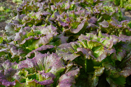 Organic Lettuce Lovelock - West Coast Seeds
