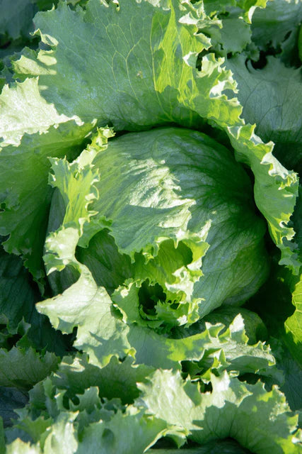Lettuce Calmar - West Coast Seeds