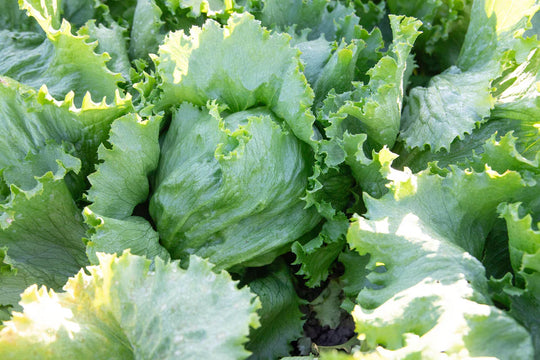 Lettuce Calmar - West Coast Seeds