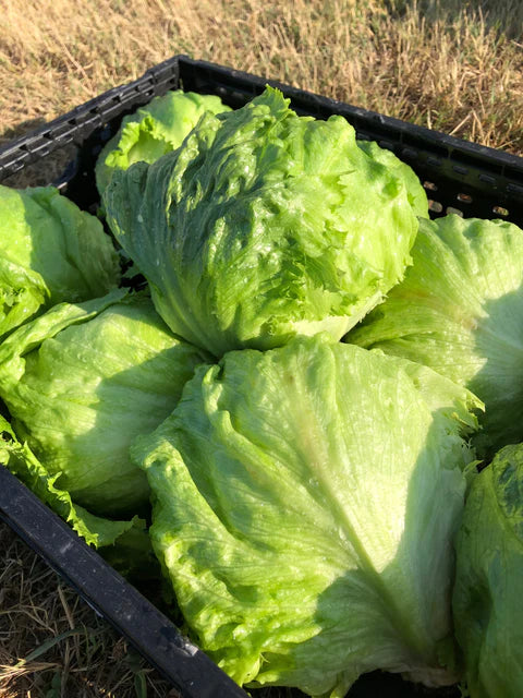 Lettuce Calmar - West Coast Seeds