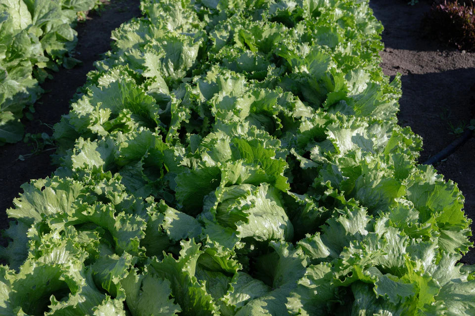 Lettuce Calmar - West Coast Seeds