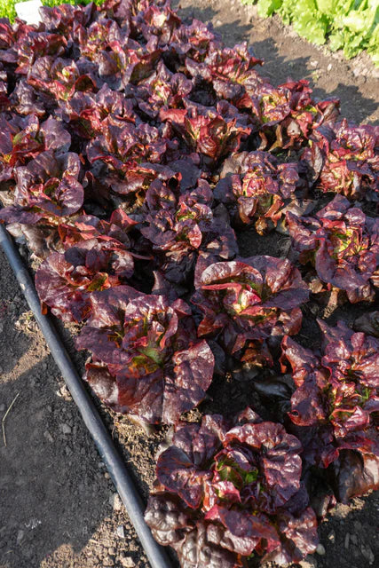 Lettuce Amaze - West Coast Seeds