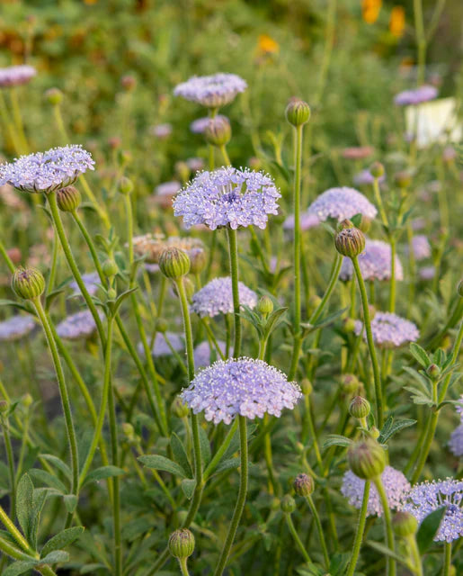 Didiscus Lace Blue - West Coast Seeds