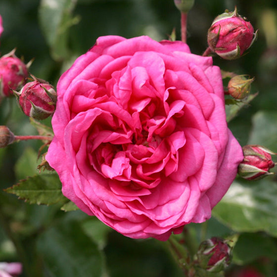 Arborose® Laguna™ - Kordes® Roses