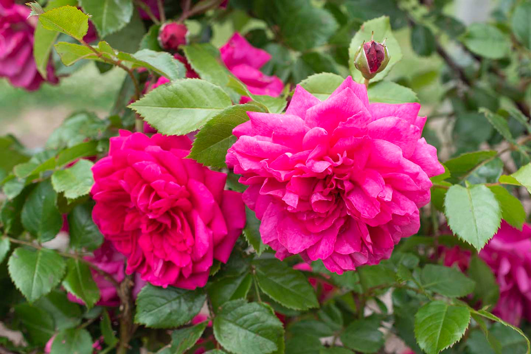 Arborose Roses Arborose® Laguna™ - Kordes® Roses – Wildwood Outdoor Living