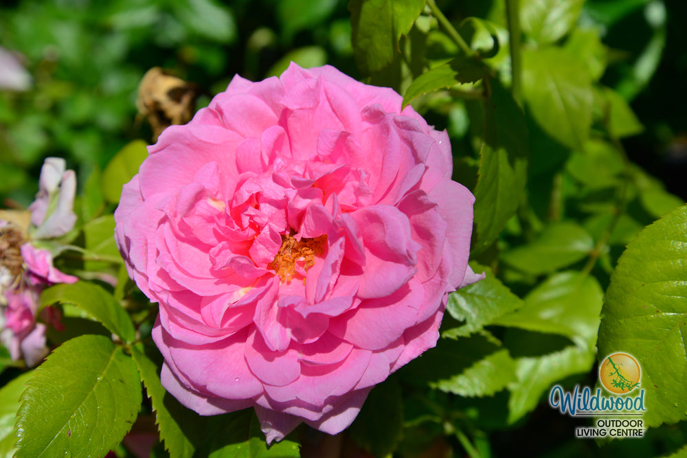 Lambert Closse - Cold Hardy Rose