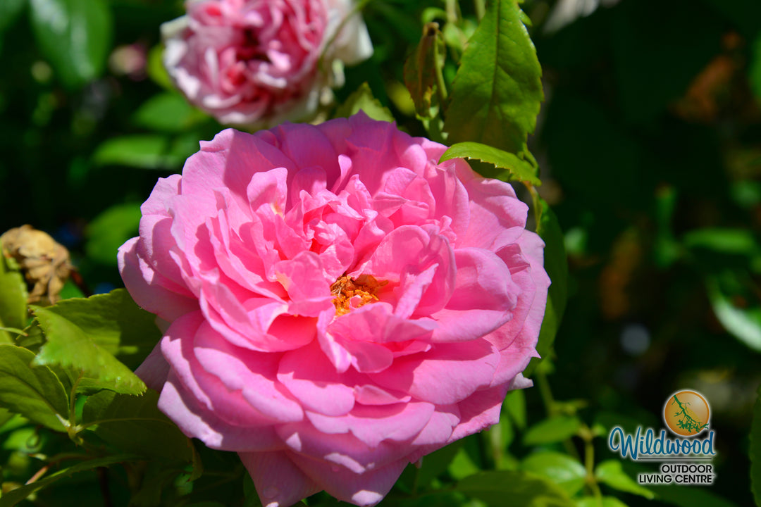 Lambert Closse - Cold Hardy Rose
