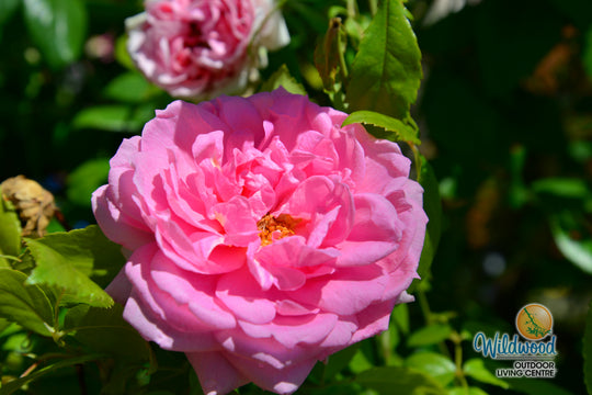 Lambert Closse - Cold Hardy Rose