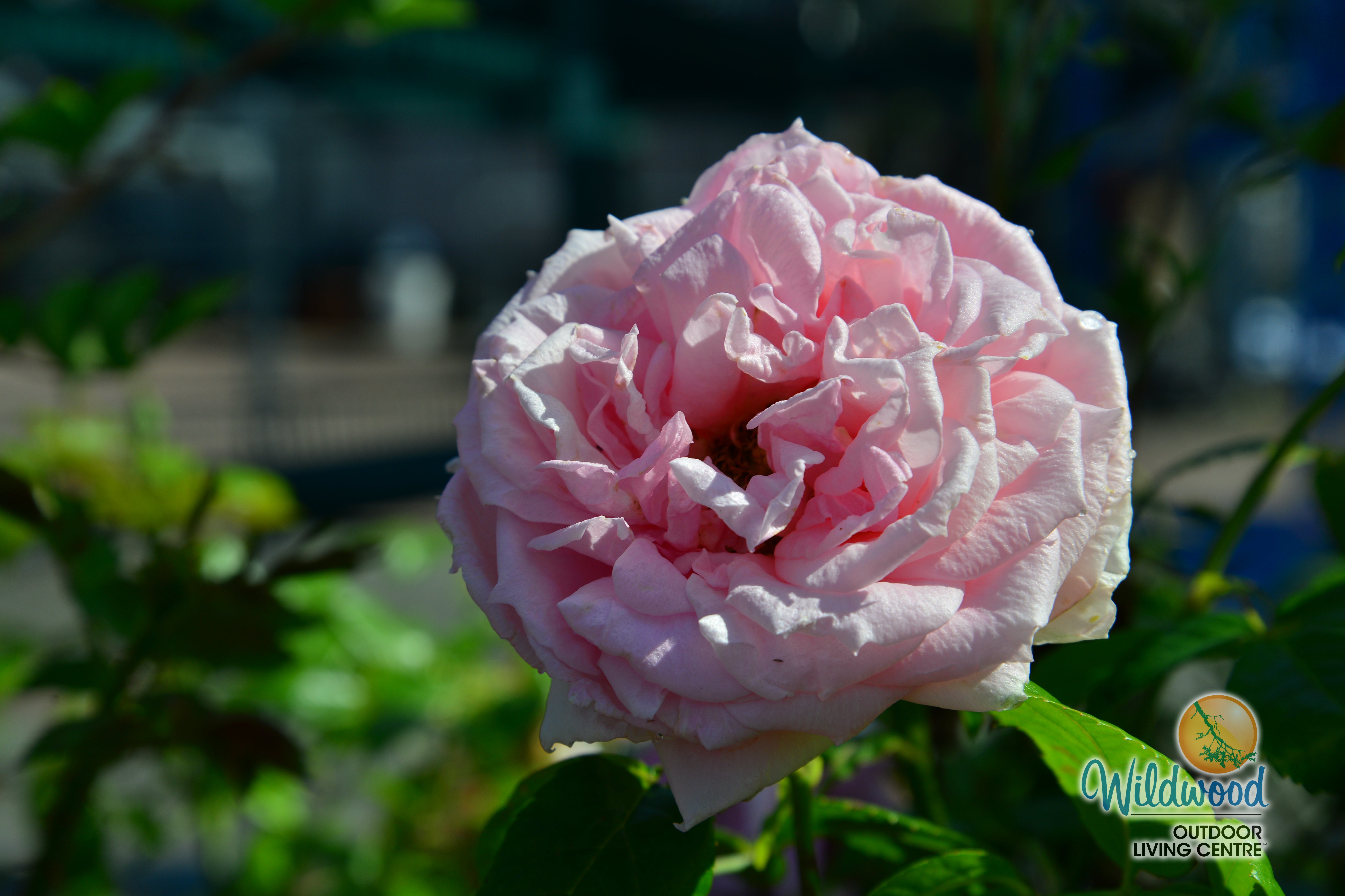 Lambert Closse - Cold Hardy Rose – Wildwood Outdoor Living