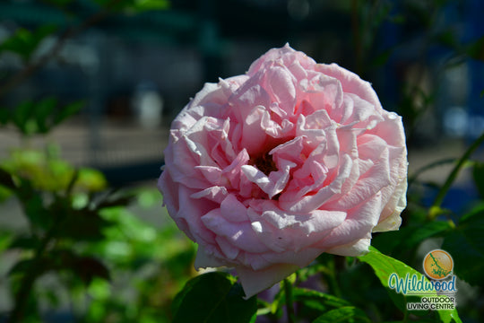 Lambert Closse - Cold Hardy Rose