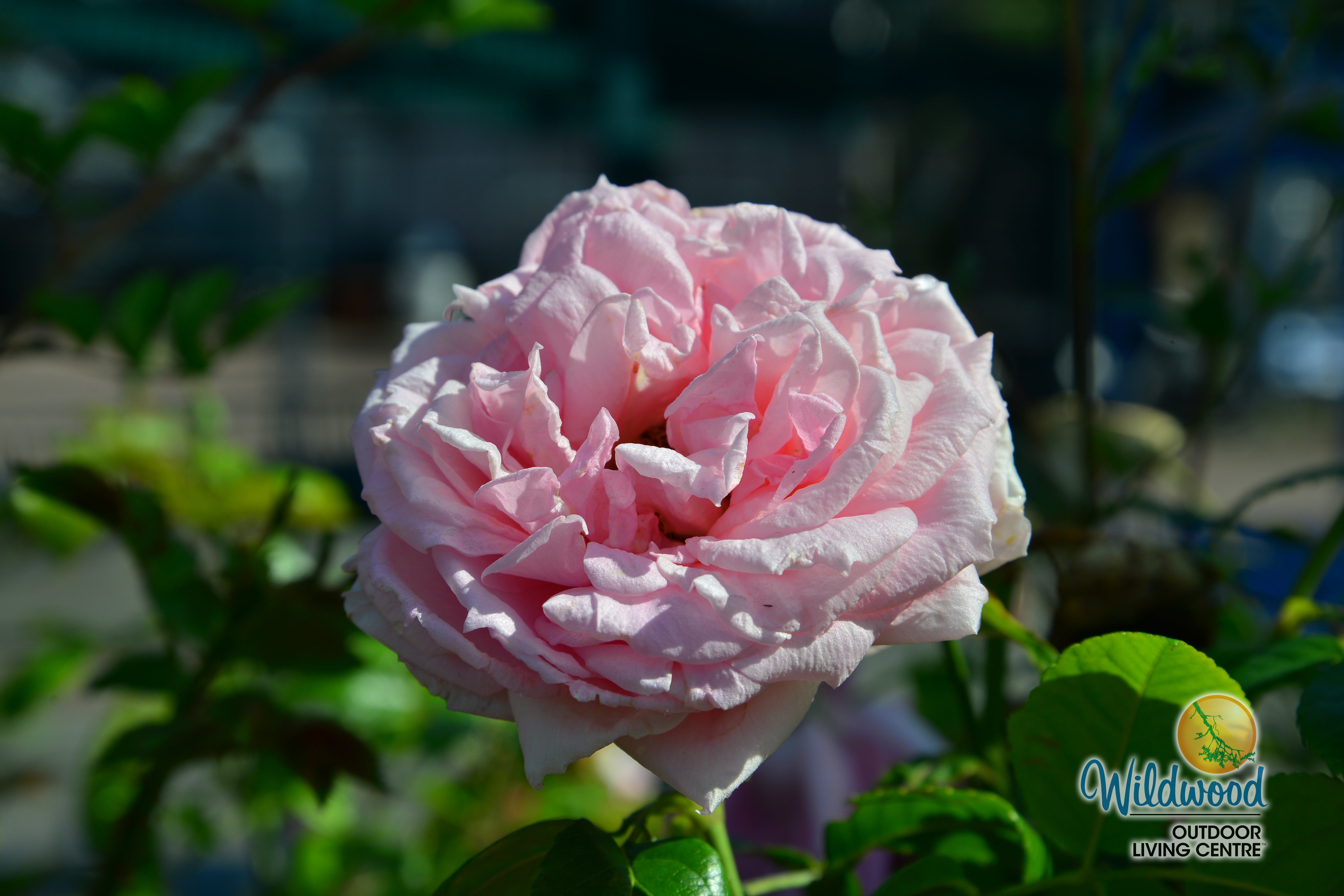 Lambert Closse - Cold Hardy Rose – Wildwood Outdoor Living