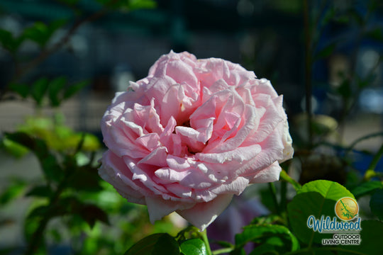 Lambert Closse - Cold Hardy Rose