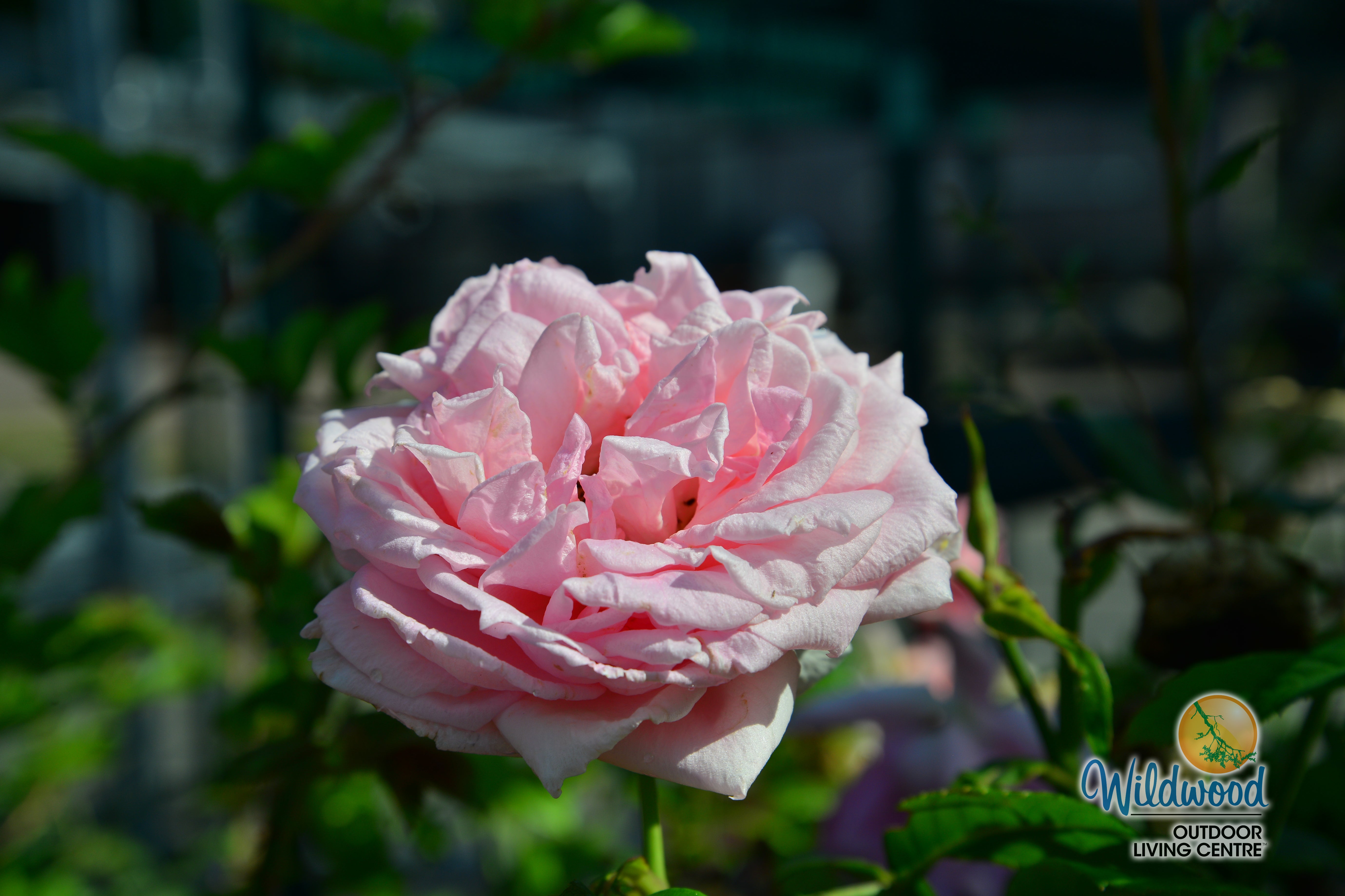 Lambert Closse - Cold Hardy Rose – Wildwood Outdoor Living