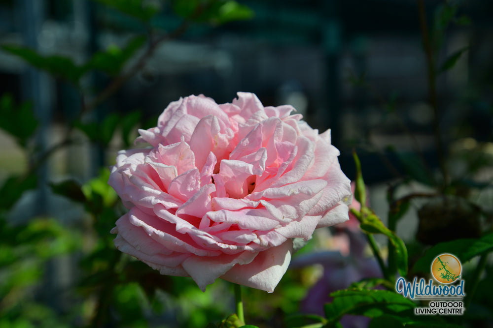 Lambert Closse - Cold Hardy Rose